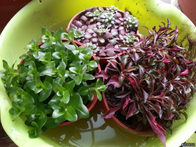 在花市發現的水草