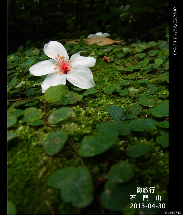 2013-04-30石門山油桐花_微旅行CX4