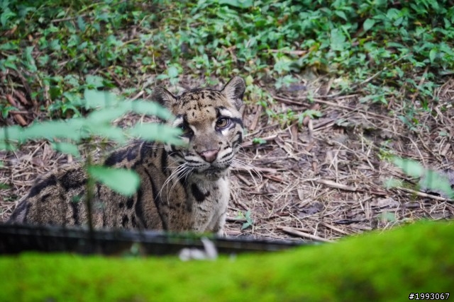 Lumix G X 45-175mm開箱+實拍