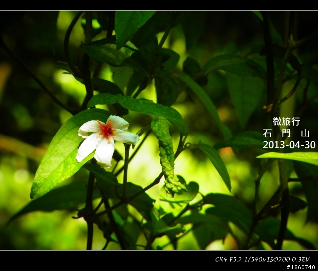 2013-04-30石門山油桐花_微旅行CX4