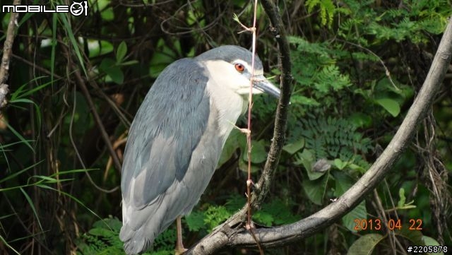 SONY DSC-HX300 新手雜拍