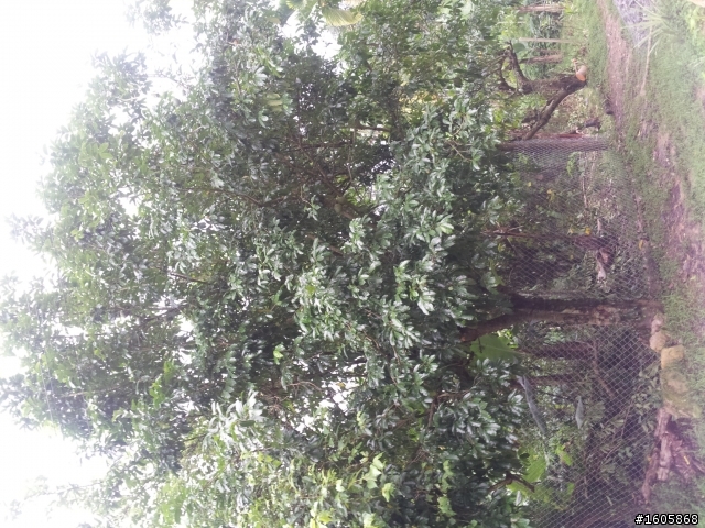 請問有高手知道這個植物的名字嗎