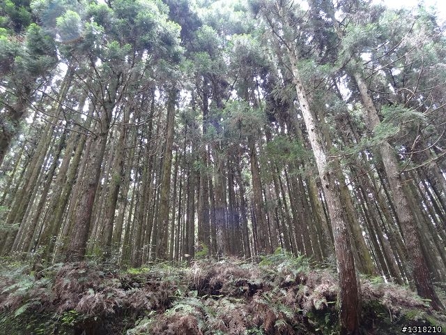 親子旅遊-雲鄉觀霧(上)