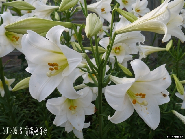 20130508 碧山巖白石湖大崙頭山之旅