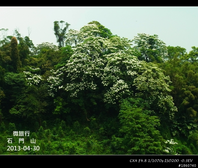 2013-04-30石門山油桐花_微旅行CX4