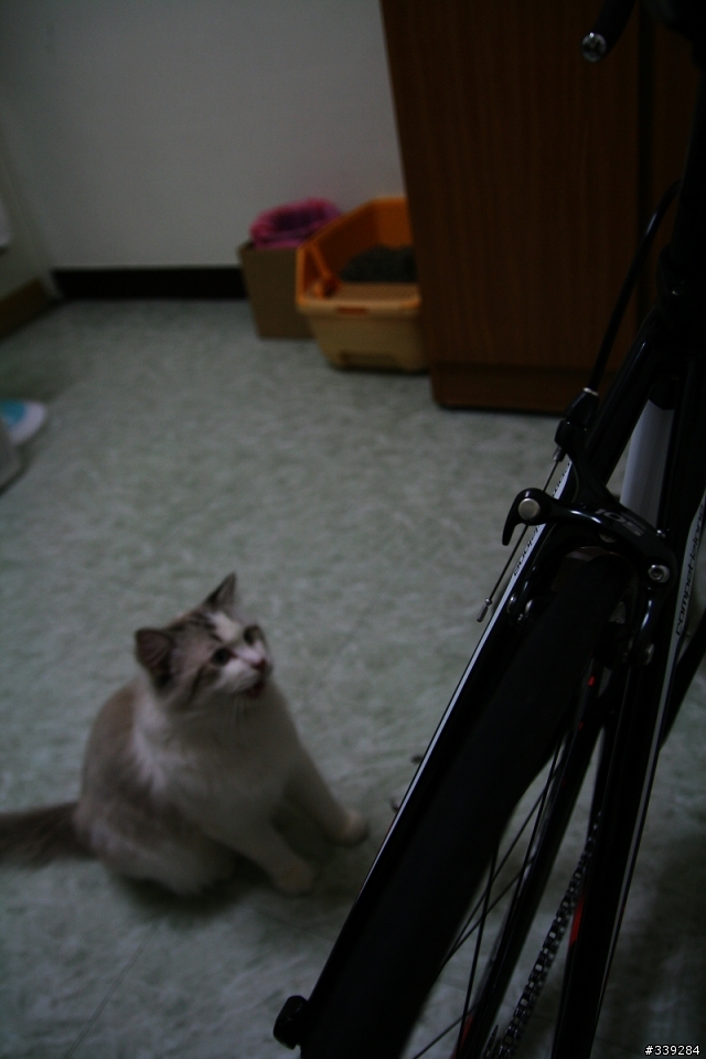 [無箱開箱]- Wilier La Triestina   分享