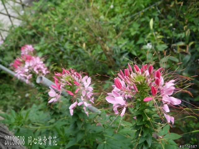 20130508 碧山巖白石湖大崙頭山之旅