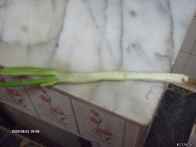 玉米.豆腐.蝦