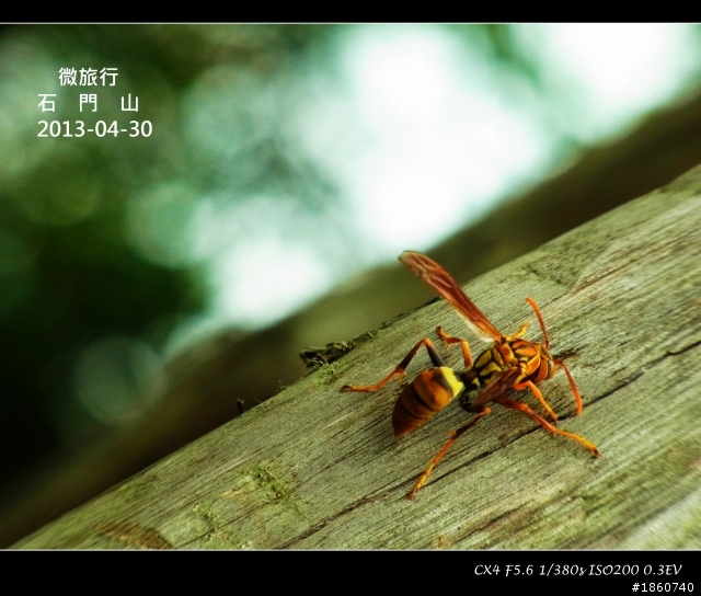 2013-04-30石門山油桐花_微旅行CX4