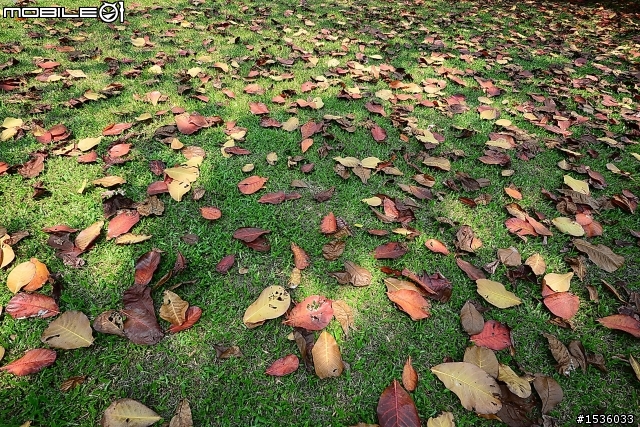 屏東市中山公園的松鼠吃香焦