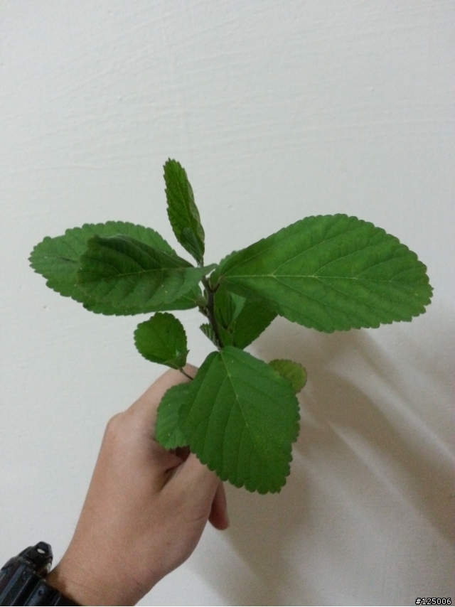 [請教]這是什麼植物?