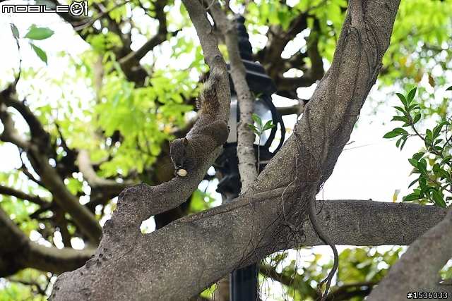 屏東市中山公園的松鼠吃香焦
