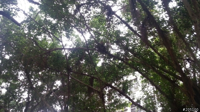 請問各位大大們 這隻是甚麼鳥類呢? 圖有點不清楚