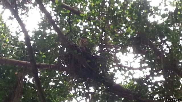 請問各位大大們 這隻是甚麼鳥類呢? 圖有點不清楚