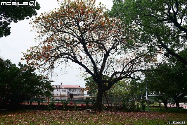 屏東市中山公園的松鼠吃香焦