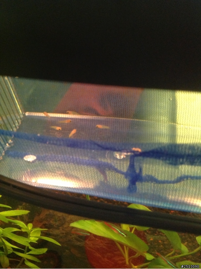 紅劍尾混黃劍尾