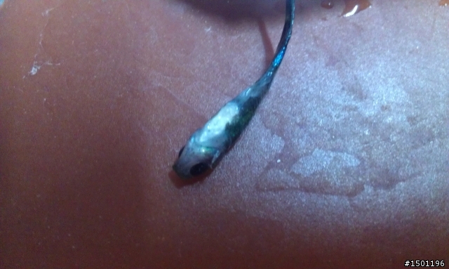 請問這孔雀魚是??