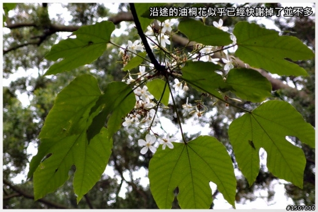 快樂的農村...外埔區永豐社區(虎家莊)