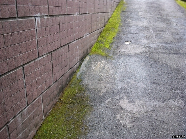 請問如何清除或抑制青苔生長的方法?