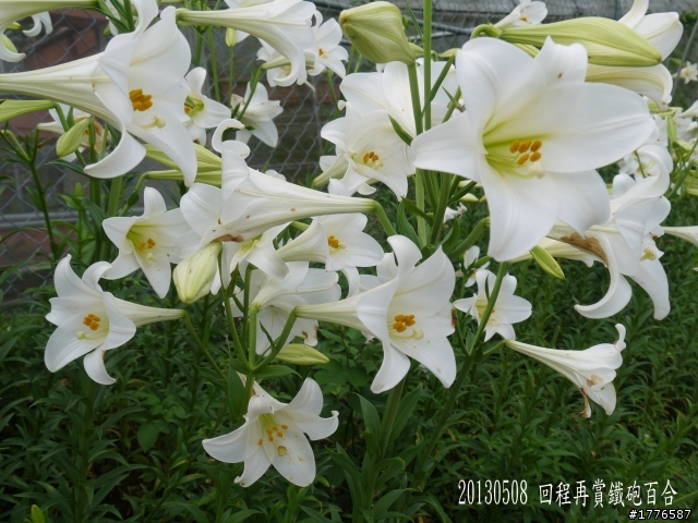 20130508 碧山巖白石湖大崙頭山之旅