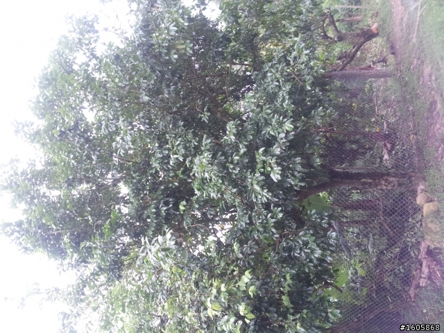 請問有高手知道這個植物的名字嗎
