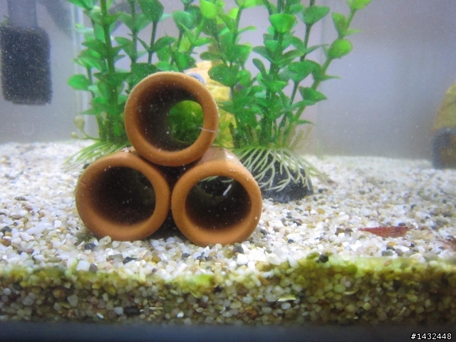 第一次養魚，結果魚缸中標，請問怎麼救