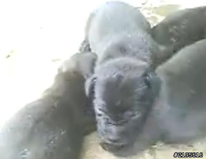 5隻台灣犬小幼幼!