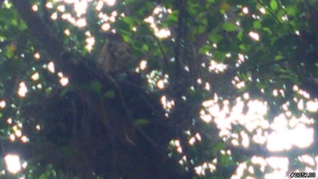 請問各位大大們 這隻是甚麼鳥類呢? 圖有點不清楚