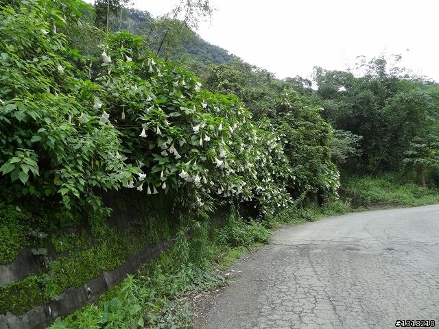 親子旅遊-漫步那瑪夏