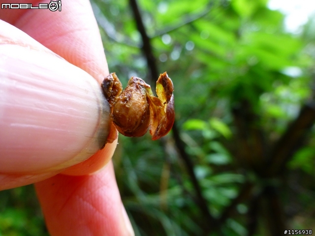 吉野櫻果實、種子