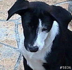 還有其他動物有黑白郎君 ?