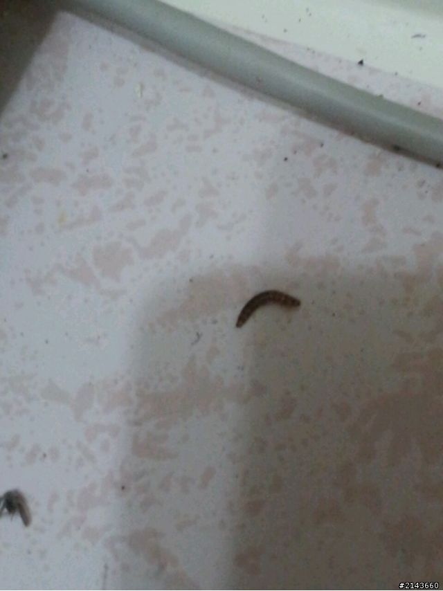 請問這是什麼蟲