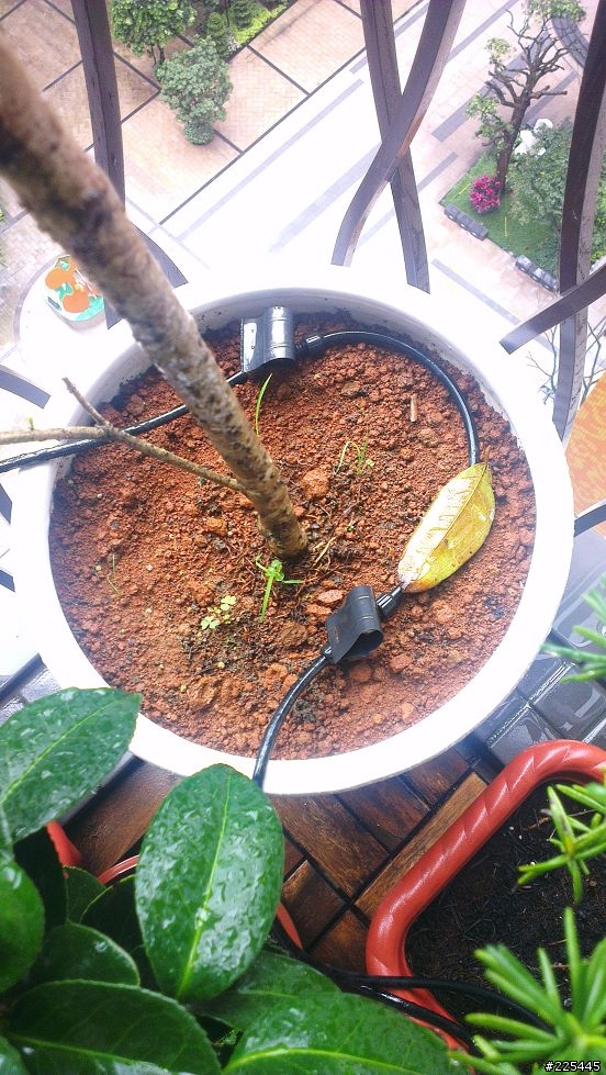 請問桂花葉子前端出現燒焦狀, 要如何改善...