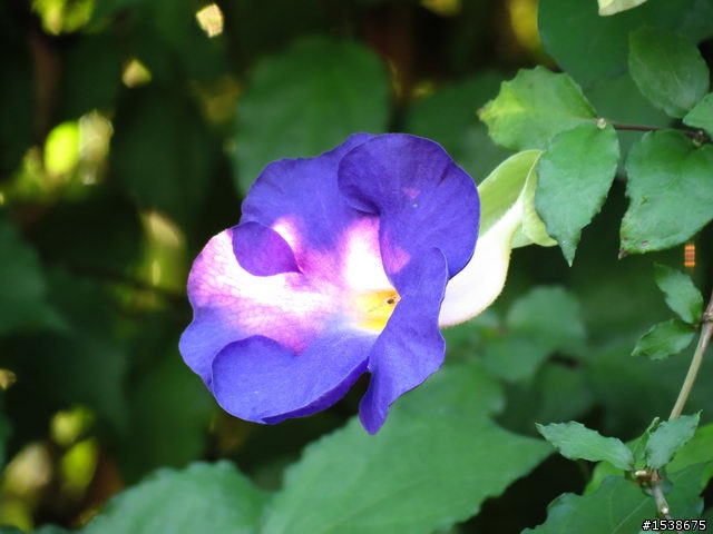 請問這些花的花名?