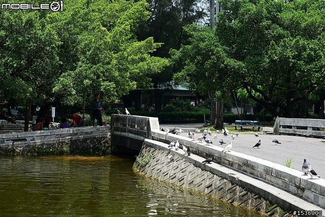 屏東市中山公園的松鼠吃香焦