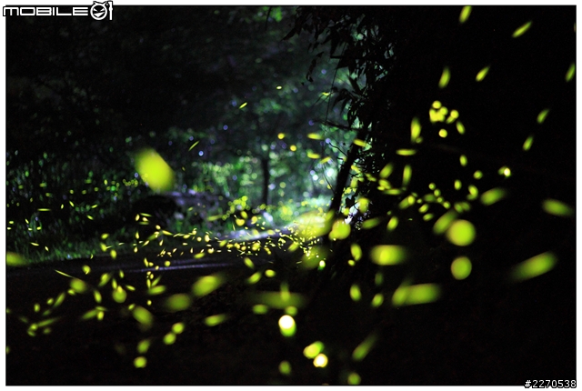 canon 50f1.8 螢火蟲