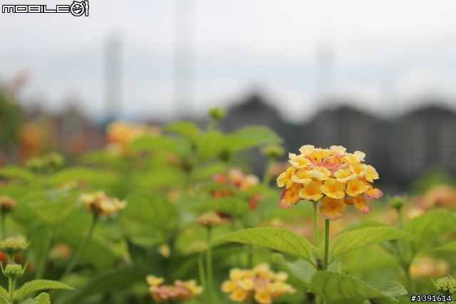 【邀請】CANON 100D 大家一起也來蓋大樓