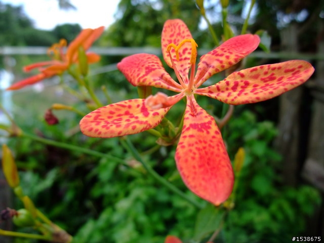 請問這些花的花名?