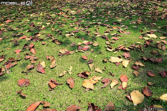 屏東市中山公園的松鼠吃香焦
