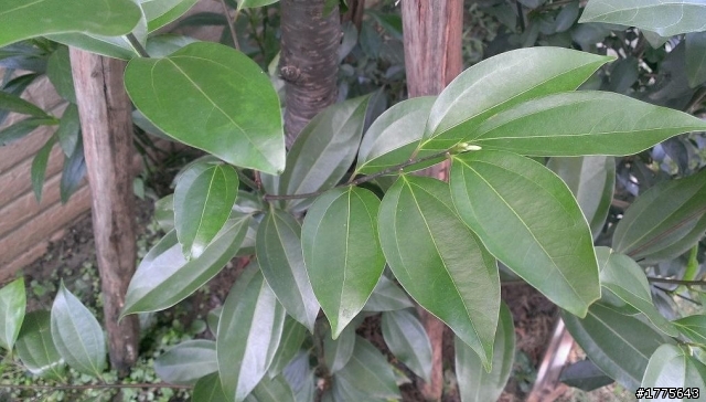 請教不知名的植物?謝謝!!