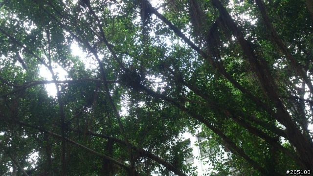 請問各位大大們 這隻是甚麼鳥類呢? 圖有點不清楚