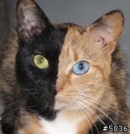還有其他動物有黑白郎君 ?