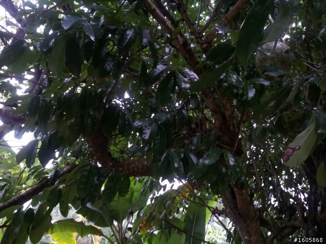 請問有高手知道這個植物的名字嗎