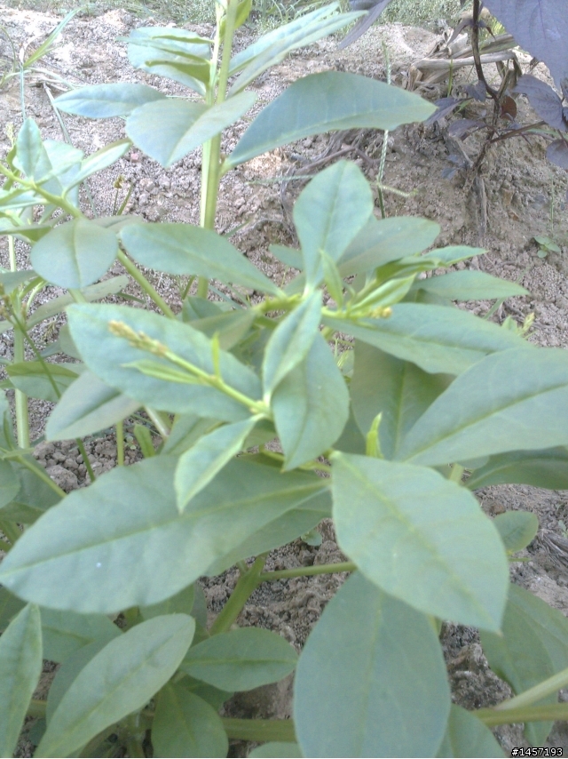 請教各位網友,這是甚麼植物?能吃嗎?