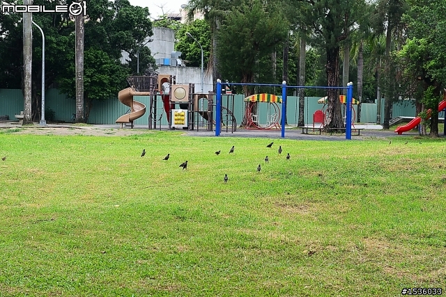 屏東市中山公園的松鼠吃香焦