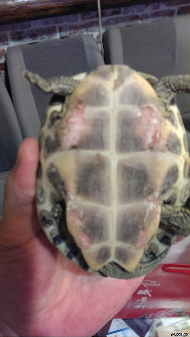 (已解決辦法)烏龜求救 誰要收容?