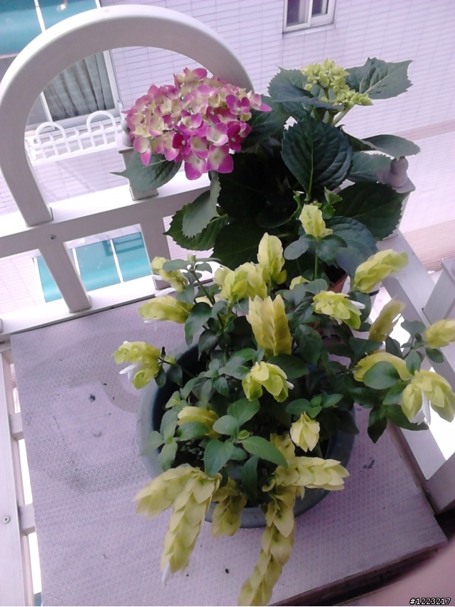 請問各位大大 達人 這兩種植物 已解決