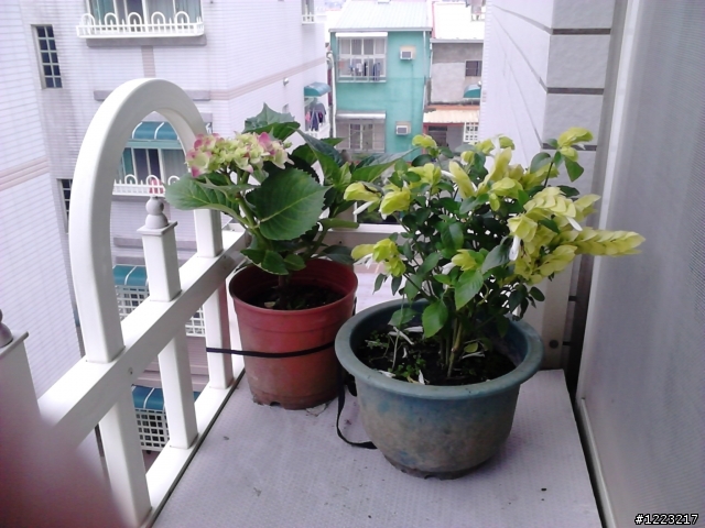 請問各位大大 達人 這兩種植物 已解決