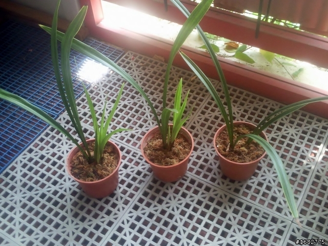 這是蘭花嗎?