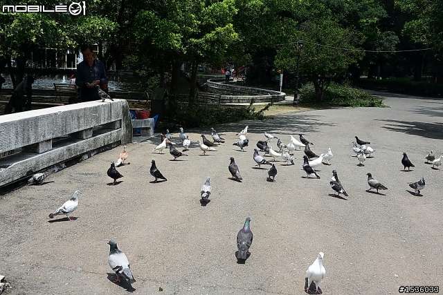 屏東市中山公園的松鼠吃香焦